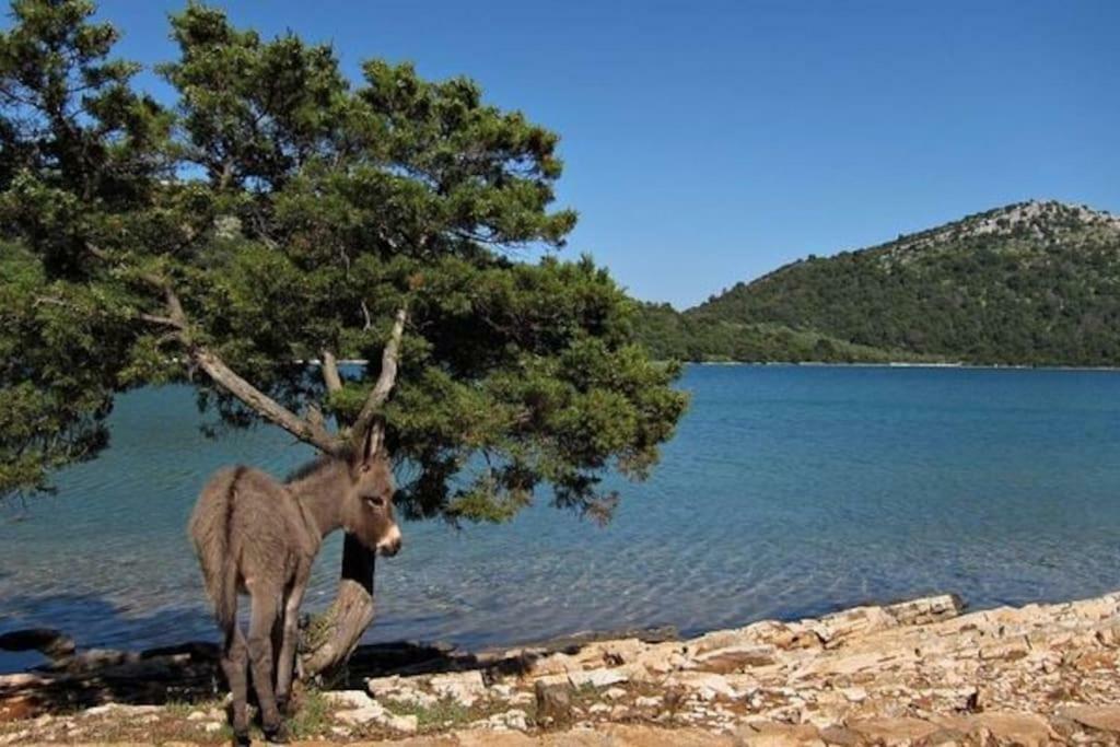 Apartment Lordanic Zaglav, Dugi Otok Eksteriør bilde