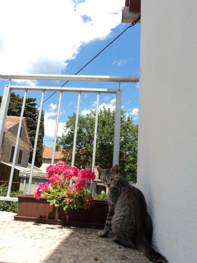 Apartment Lordanic Zaglav, Dugi Otok Eksteriør bilde